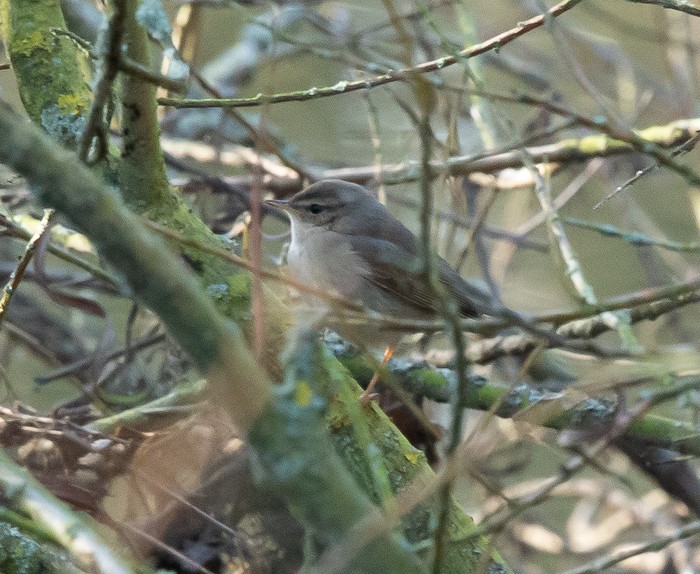 Dusky Warbler