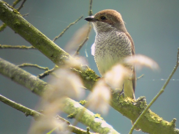 Red-backed Shrike