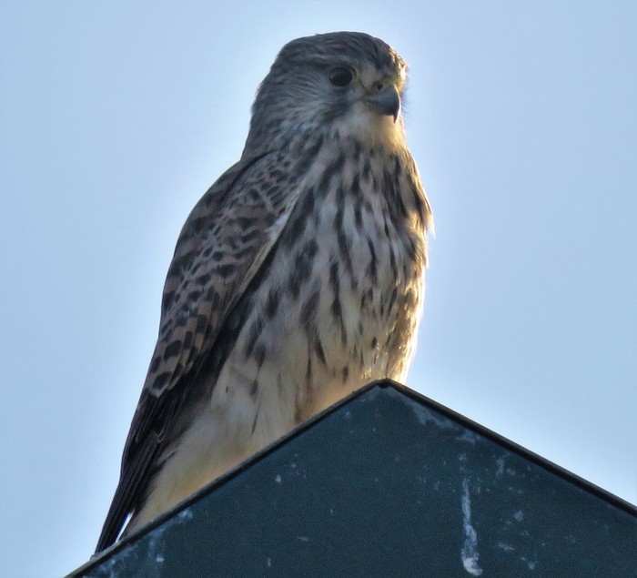 kestral