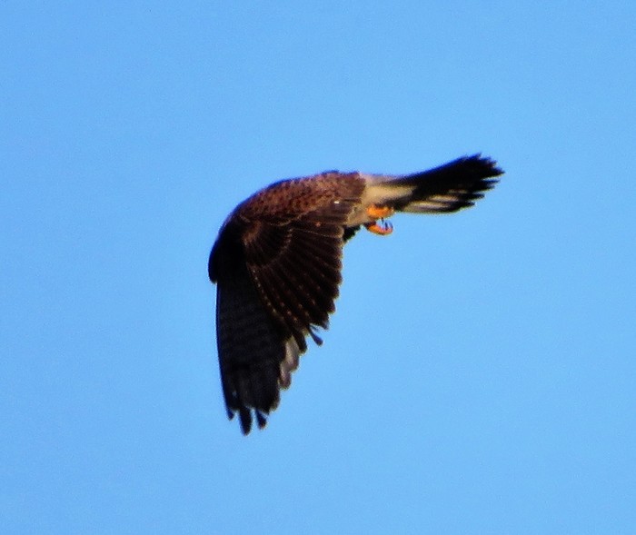 kestral