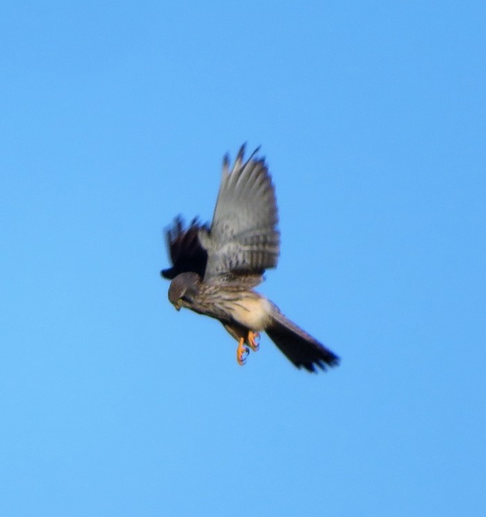 kestral