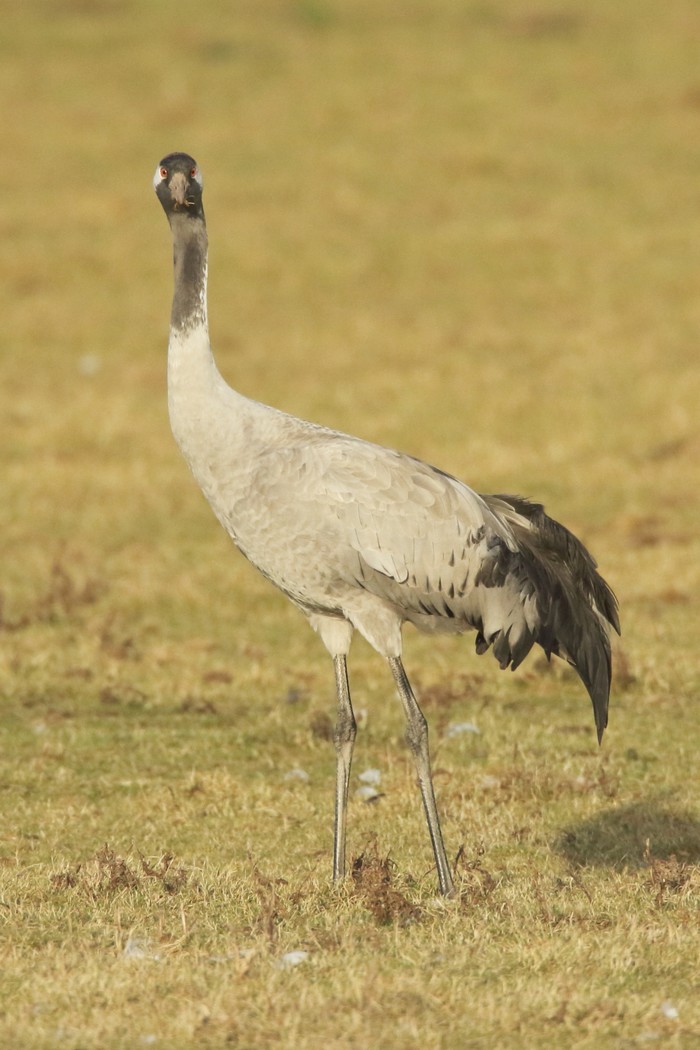 Common Crane