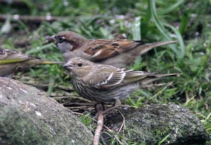 Common Rosefinch
