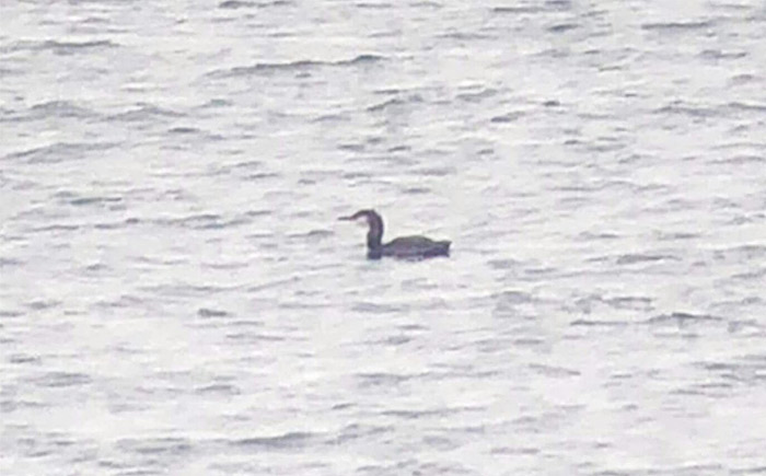 Pacific Diver