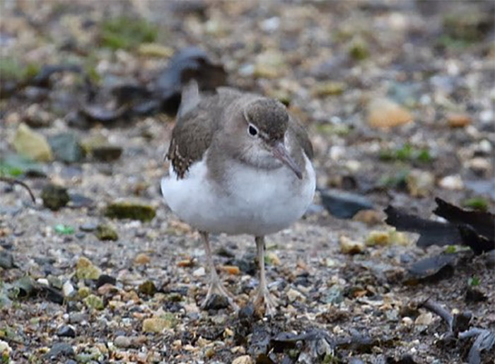 Spotted Sandpiper