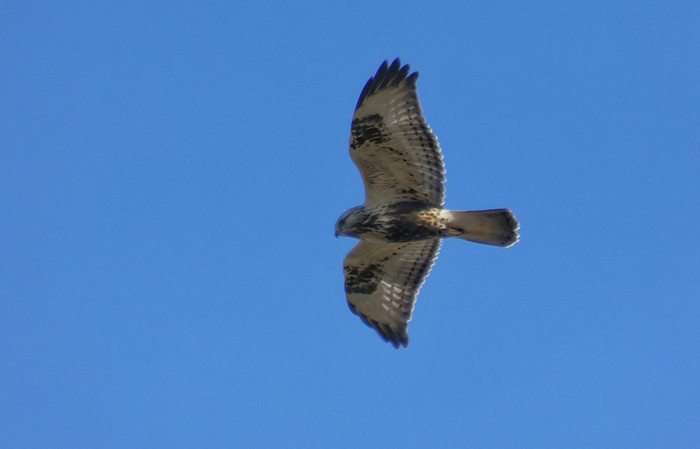 Rough-legged Buzzard