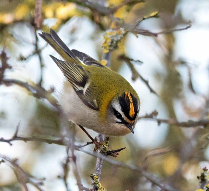 Firecrest