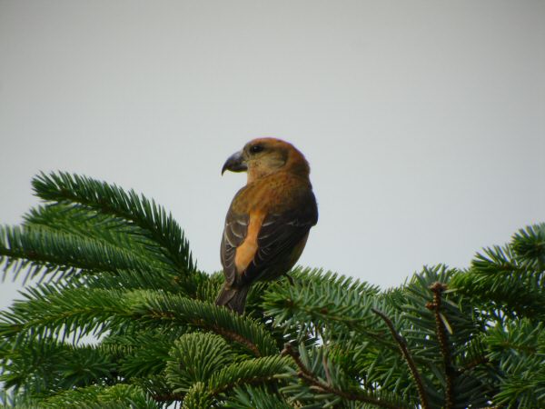 Common Crossbill