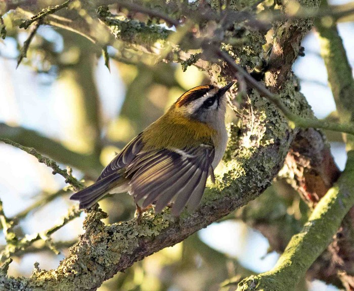 Firecrest