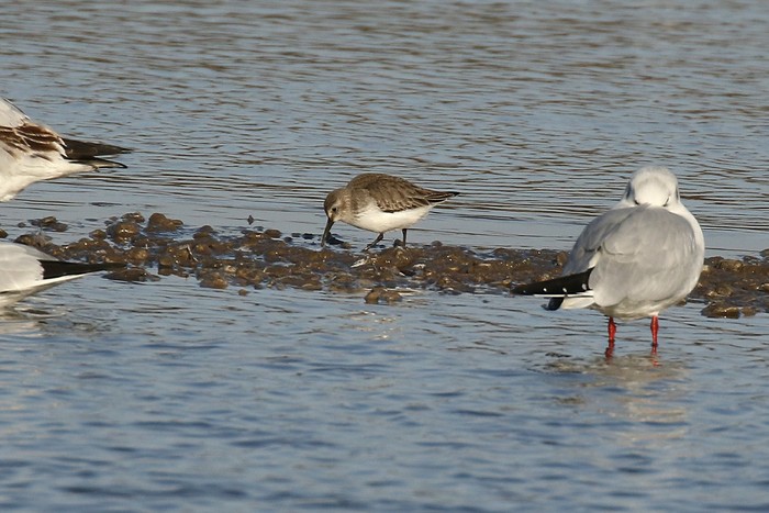 Dunlin