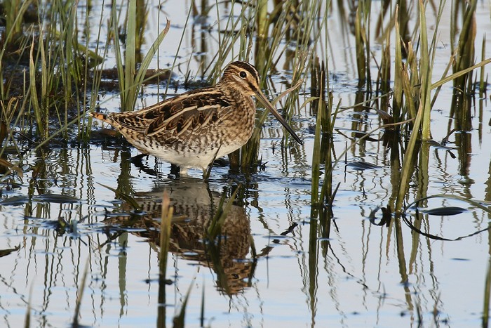 Snipe