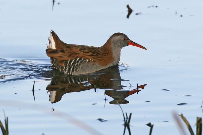 Water Rail