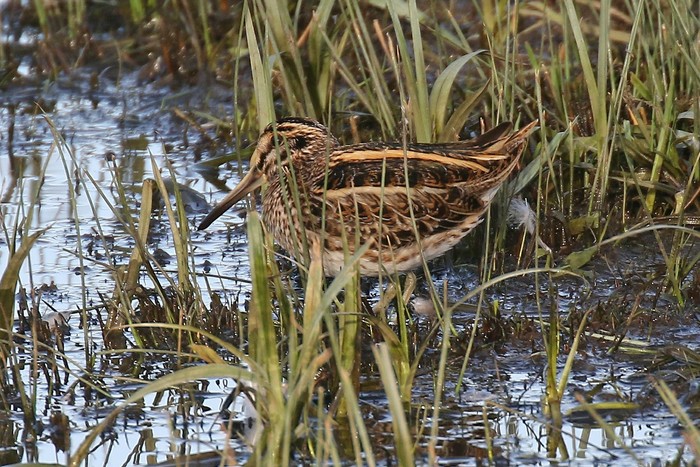 Jack Snipe