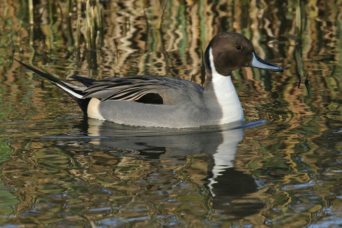 Pintail