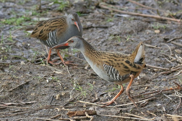 Water Rail