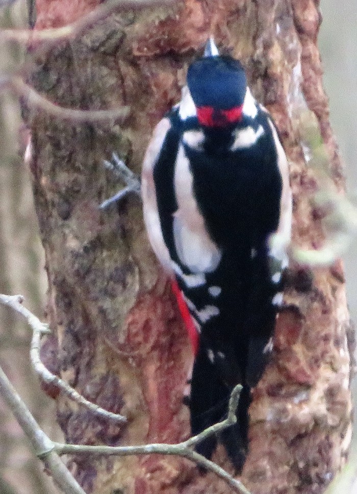Great Spotted Woodpecker
