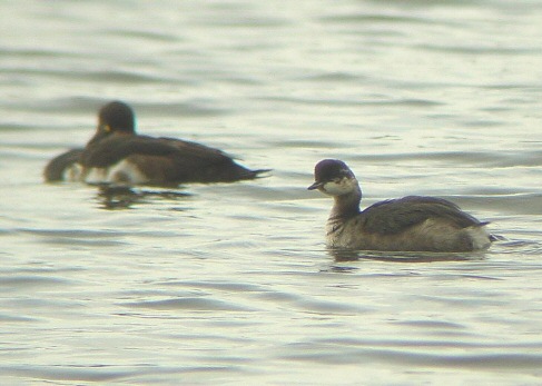 Black-necked Grebe