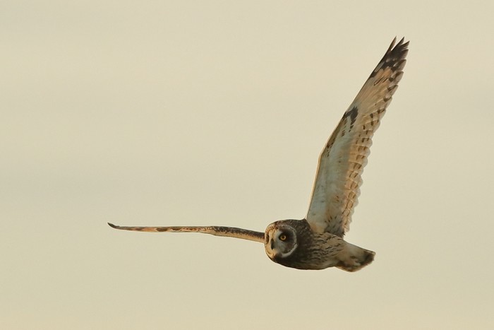 Short-eared Owl