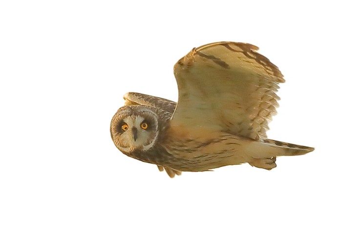 Short-eared Owl