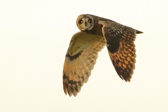 Short-eared Owl
