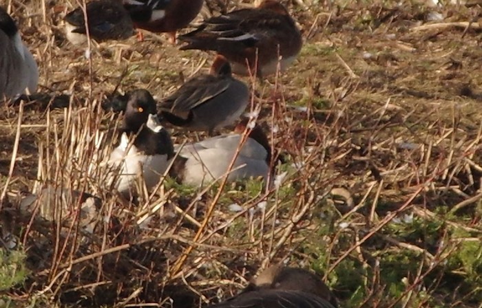 Ring-necked Duck