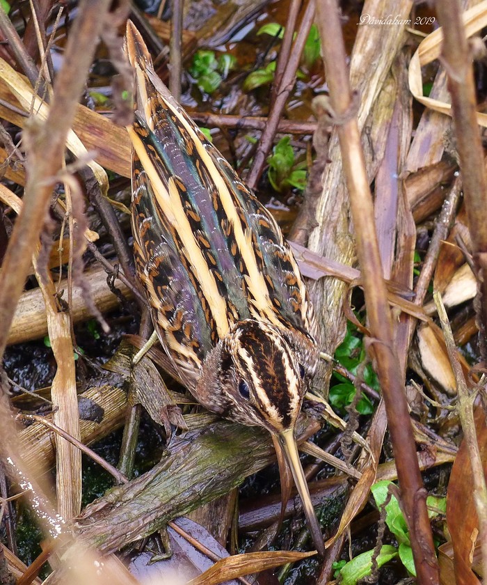 Jack Snipe