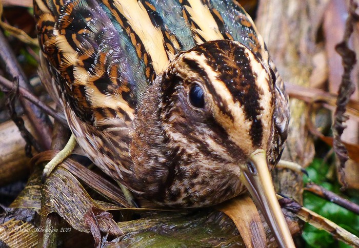Jack Snipe