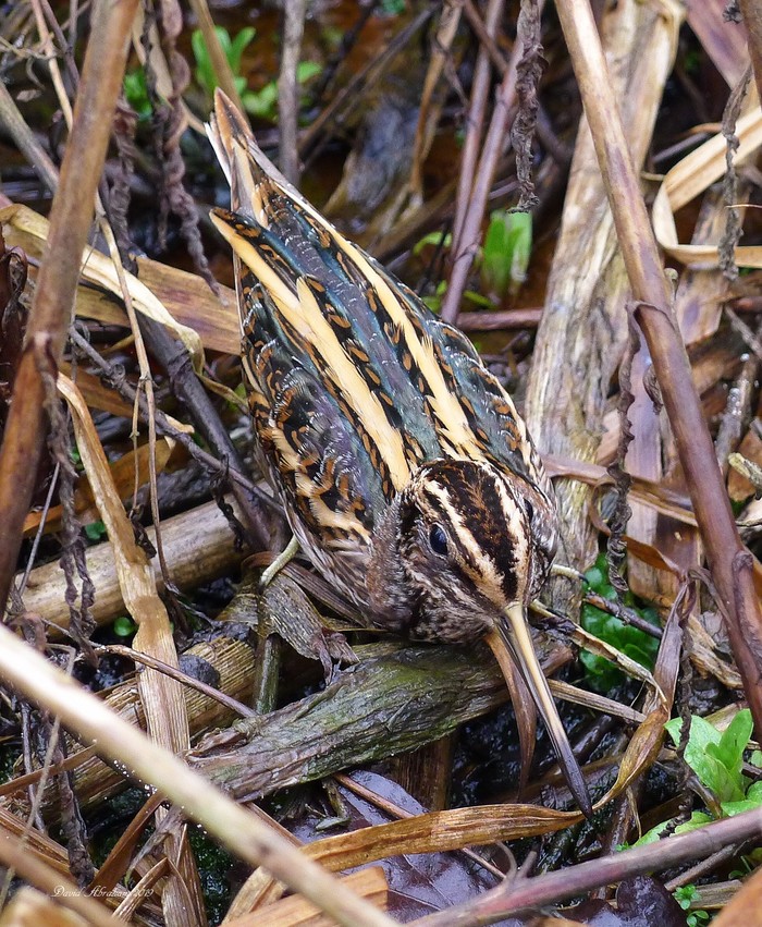 Jack Snipe