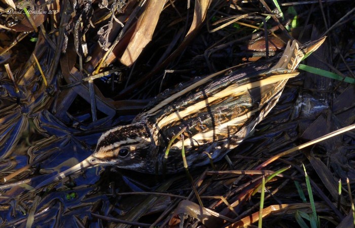 Jack Snipe
