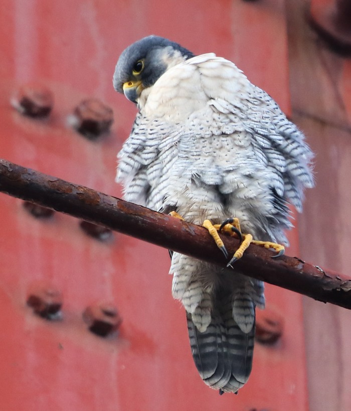 Peregrine