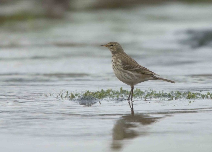 Water Pipit