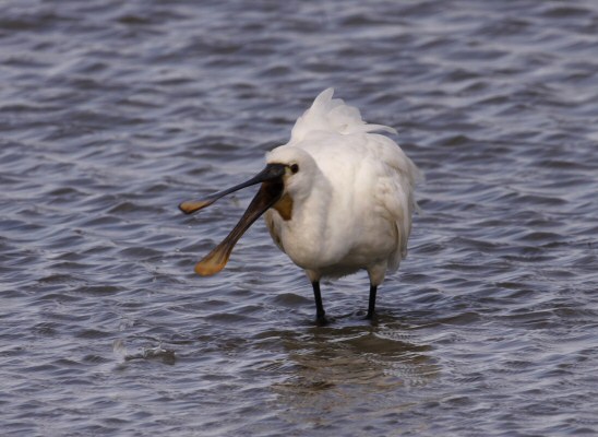 Spoonbill
