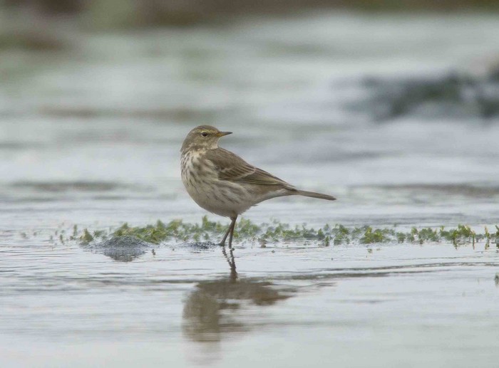 Water Pipit
