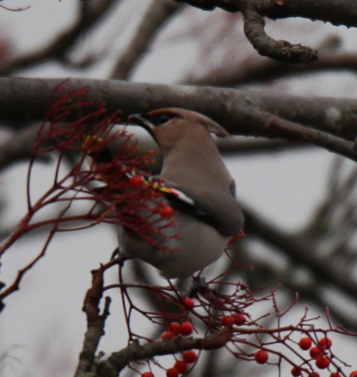 Waxwing