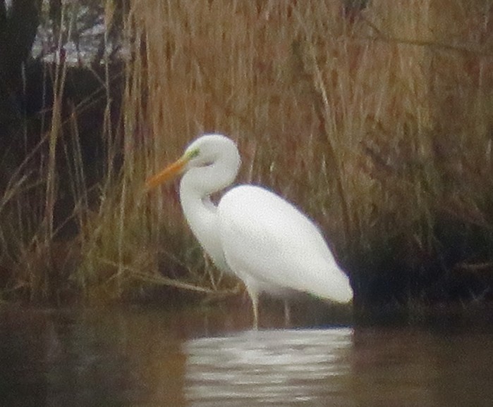 Great White Egret