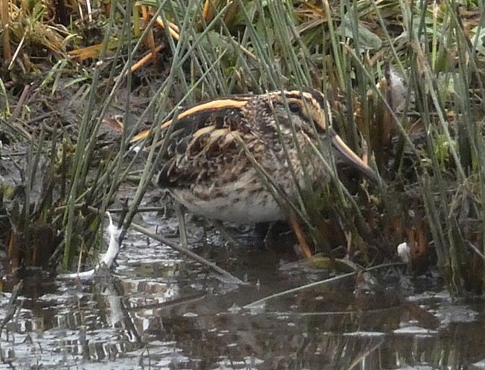 Jack Snipe