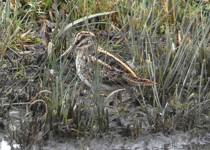Jack Snipe