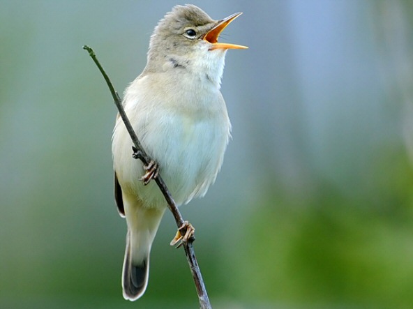Marsh Warbler