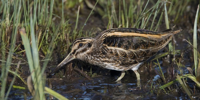 Jack Snipe
