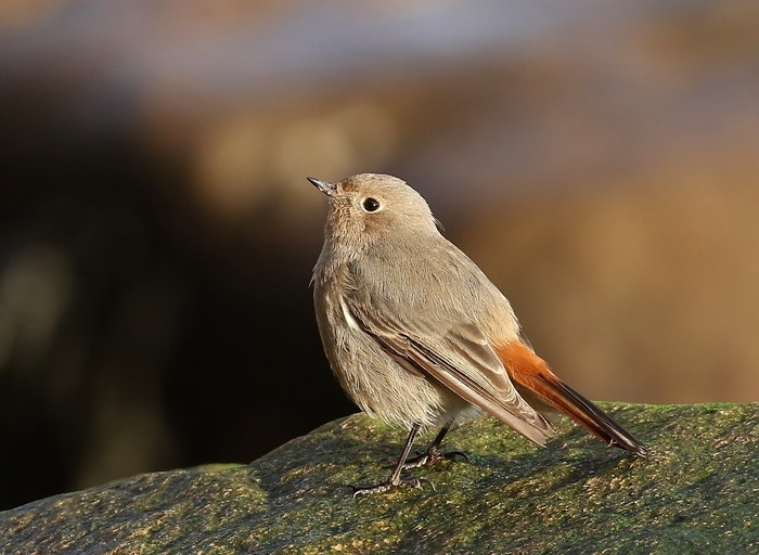 Black Redstart