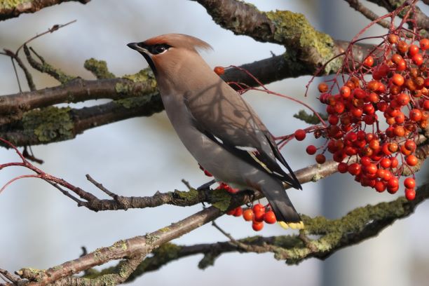 Waxwing