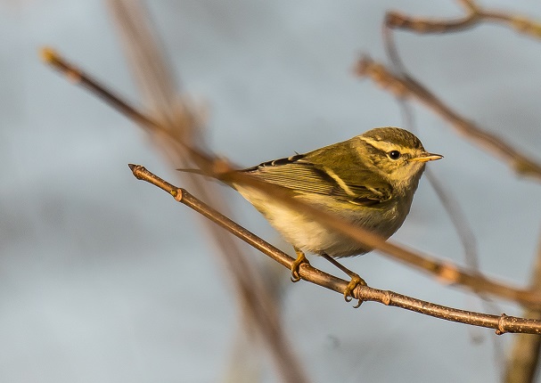 Yellow-browed Warbler