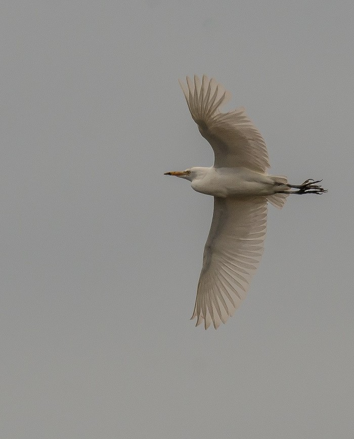 Cattle Egret