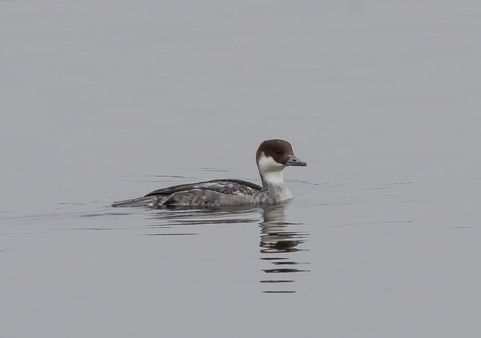 Smew