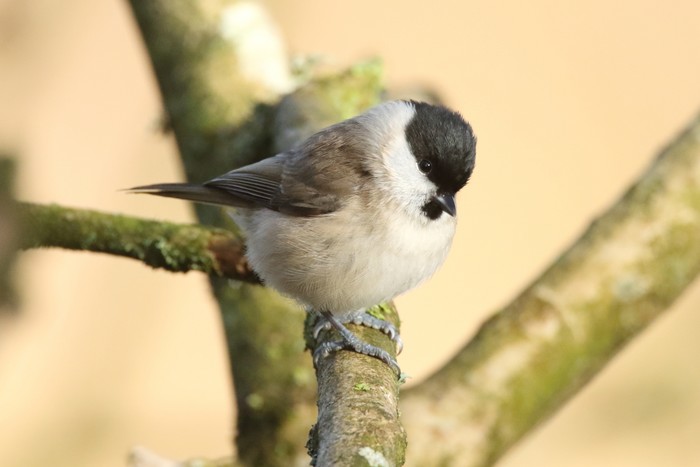 Marsh Tit