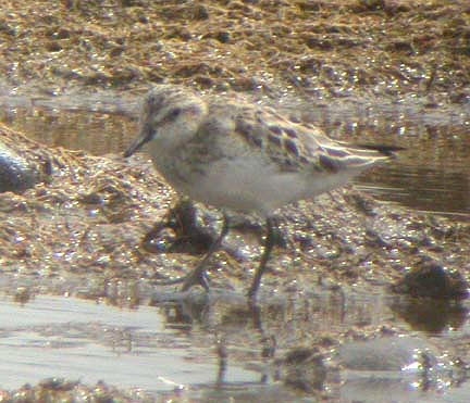 Semipalmated Sandpiper