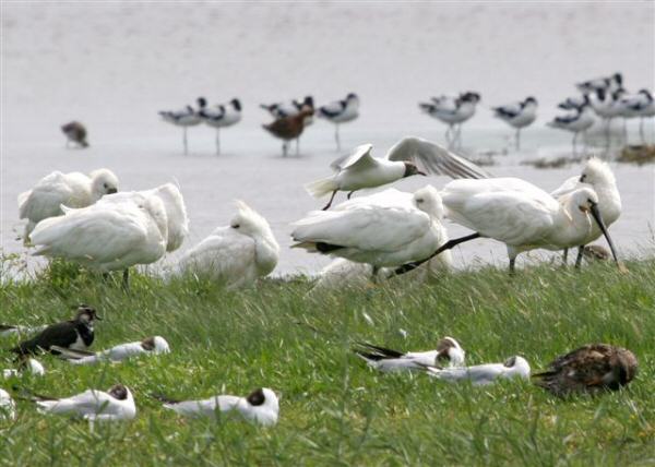 Spoonbill