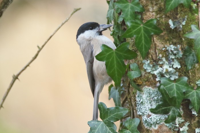Marsh Tit