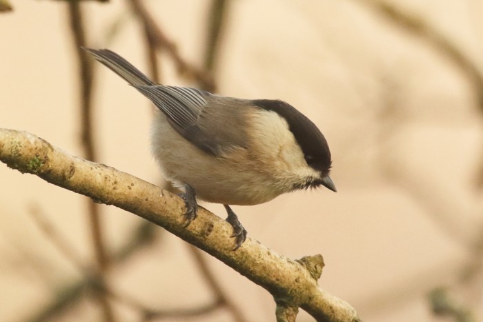 Willow Tit