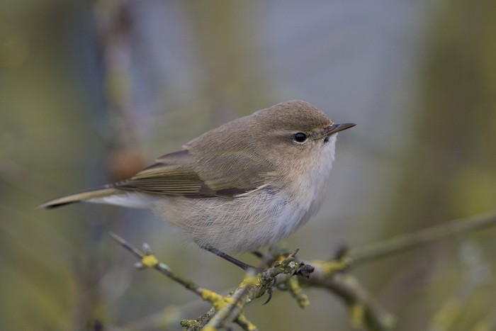 Siberian Chiffchaff